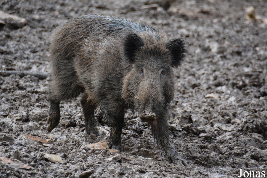 Sus scrofa scrofa