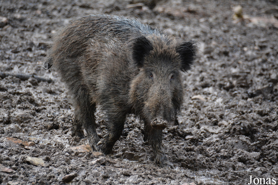 Sus scrofa scrofa
