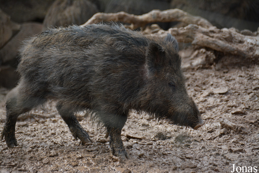 Sus scrofa scrofa