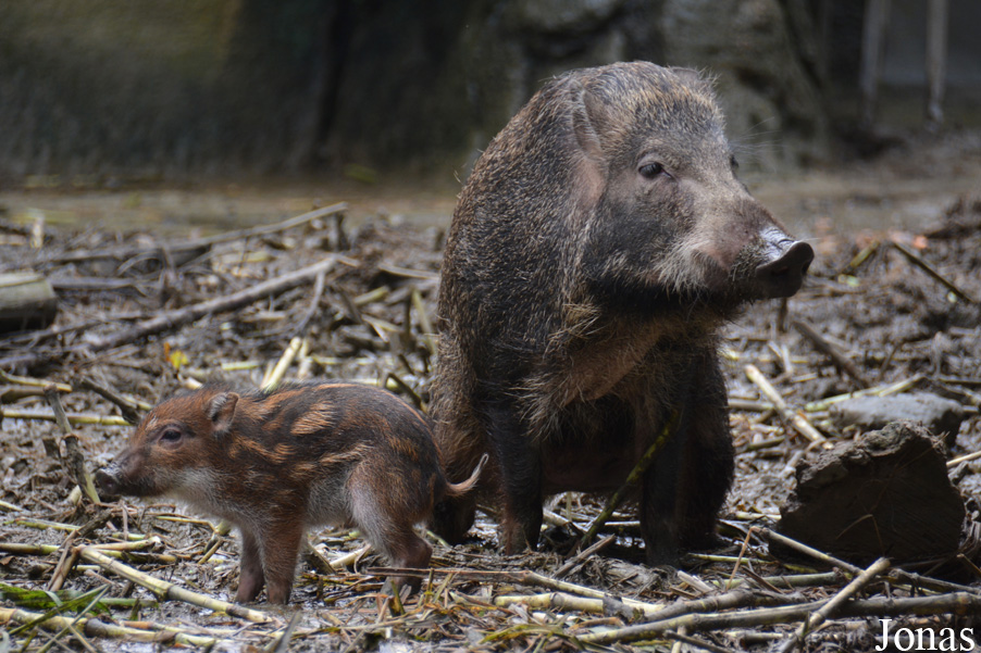 Sus scrofa taivanus