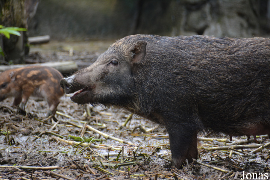 Sus scrofa taivanus