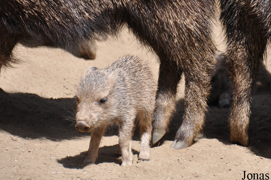 Catagonus wagneri