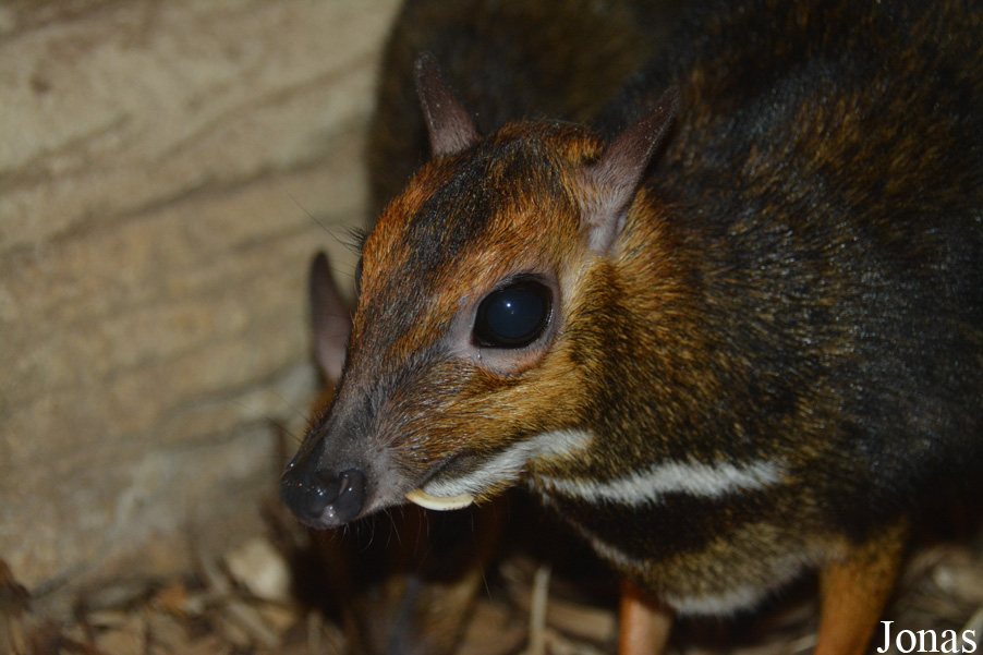 Tragulus nigricans