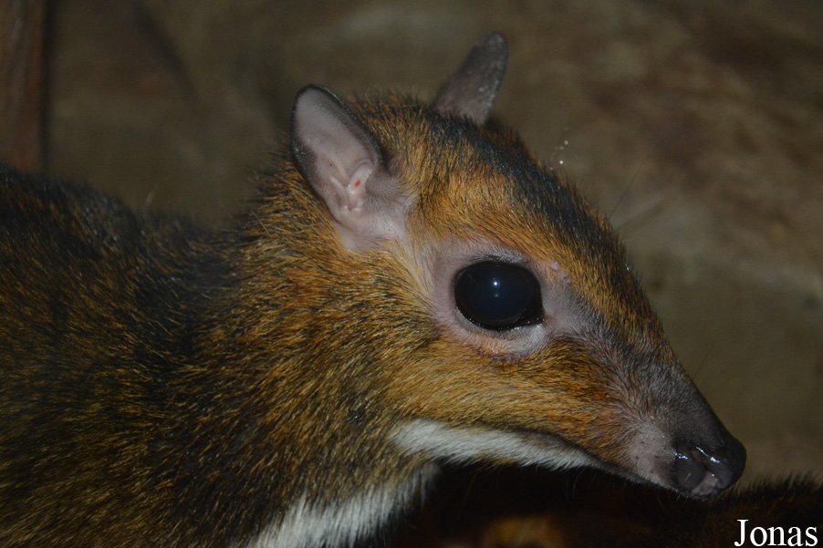 Tragulus nigricans