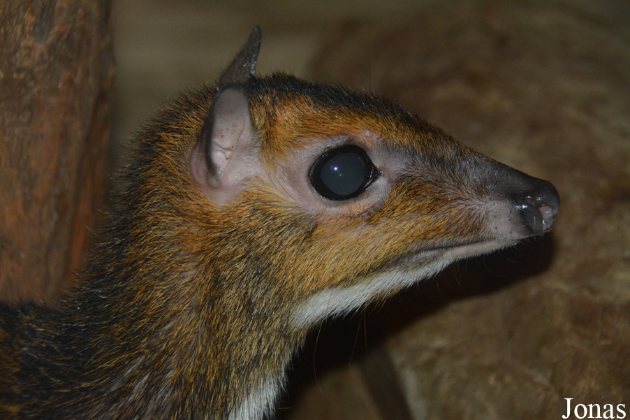 Tragulus nigricans