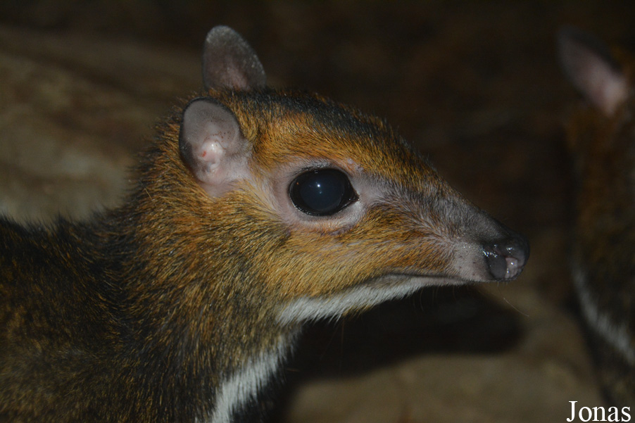 Tragulus nigricans