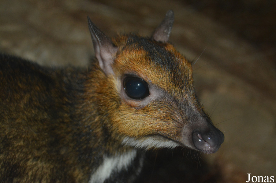 Tragulus nigricans