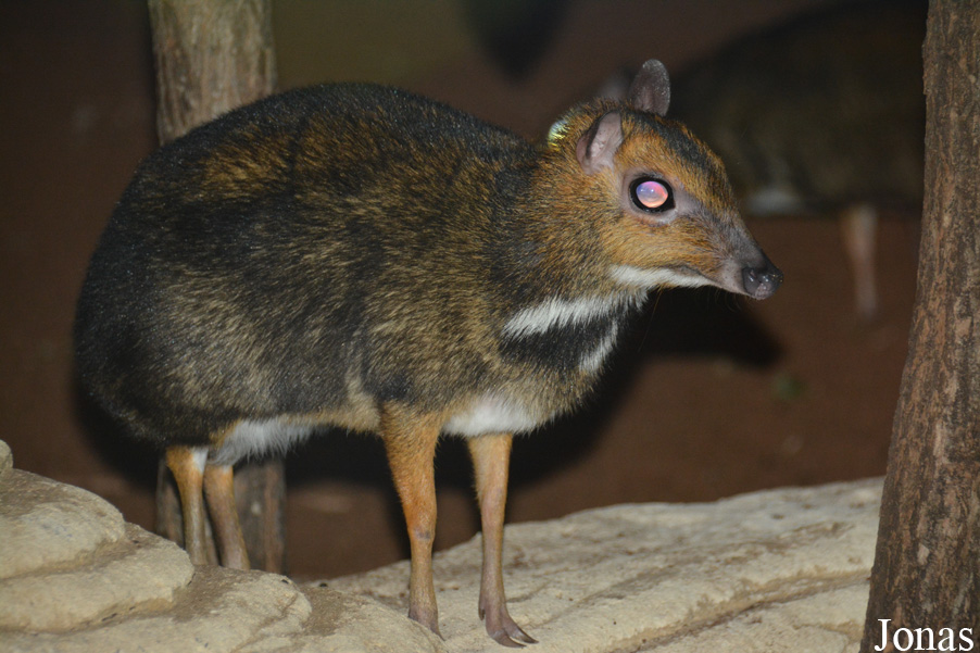 Tragulus nigricans