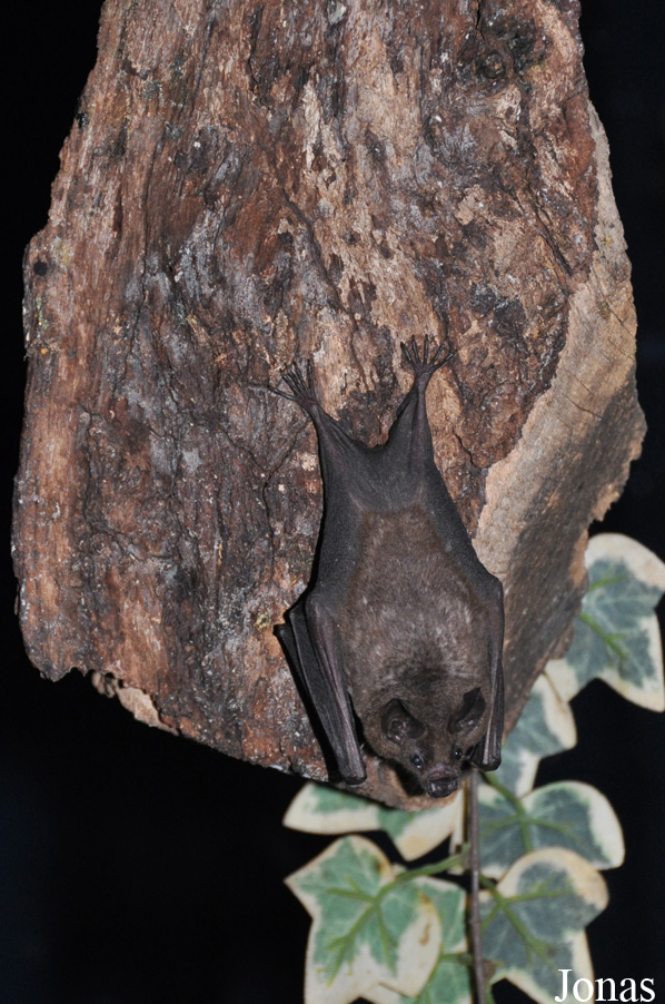 Carollia perspicillata