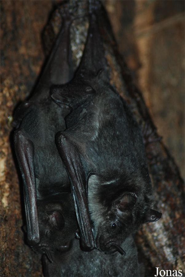 Phyllostomus discolor