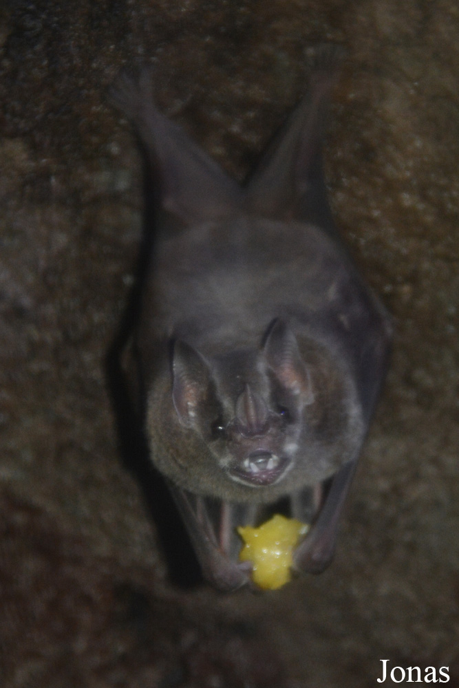Artibeus jamaicensis