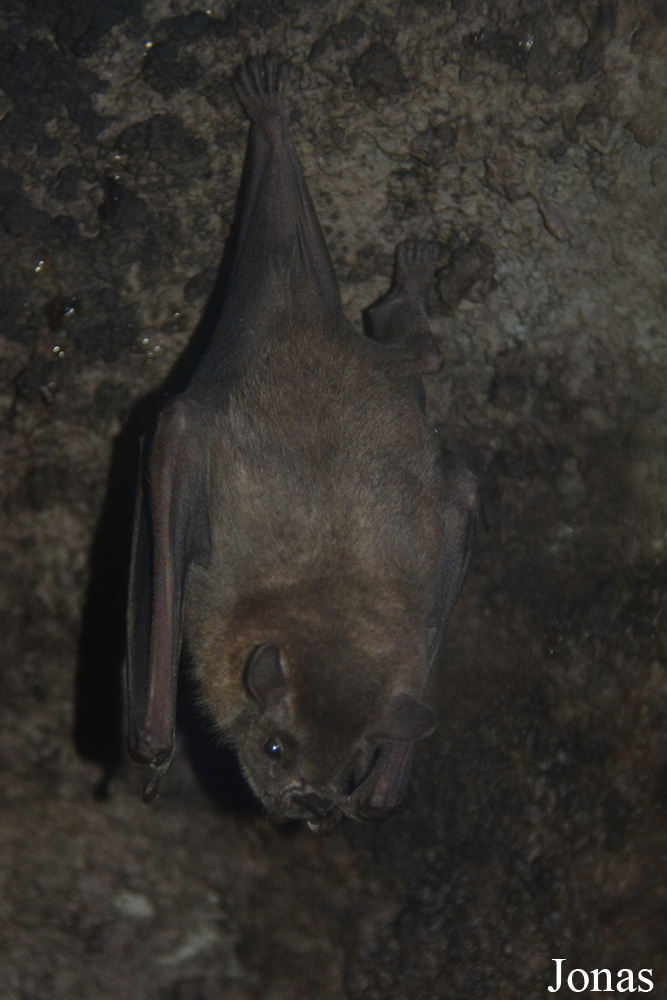 Artibeus jamaicensis
