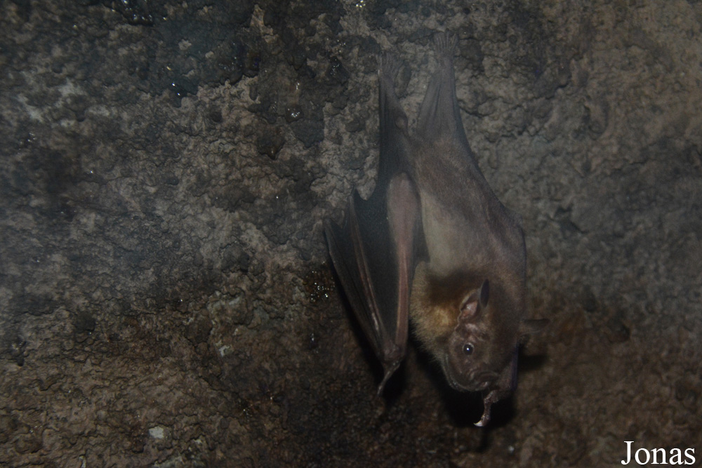 Artibeus jamaicensis