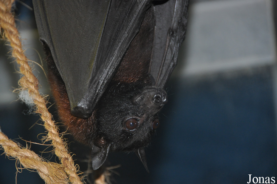 Pteropus giganteus