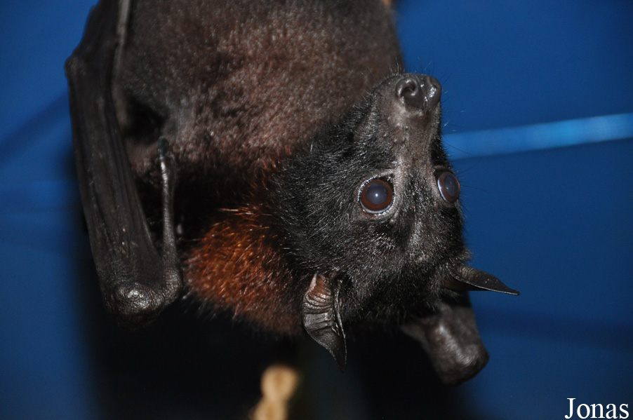 Pteropus giganteus