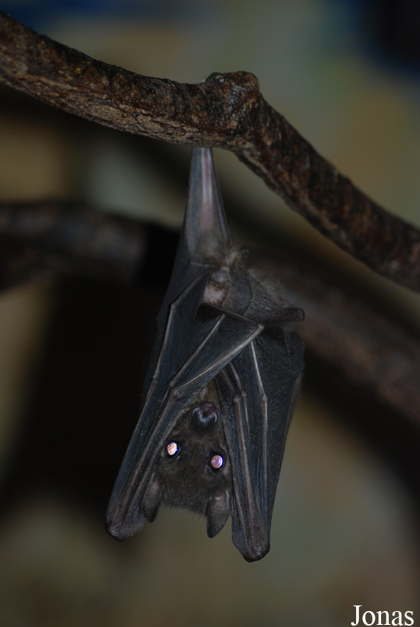 Rousettus aegyptiacus