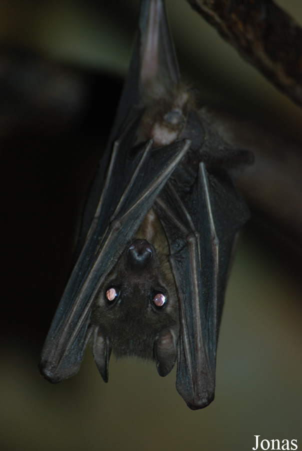 Rousettus aegyptiacus