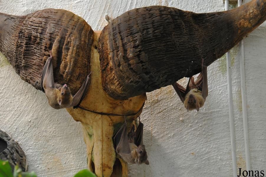 Rousettus aegyptiacus