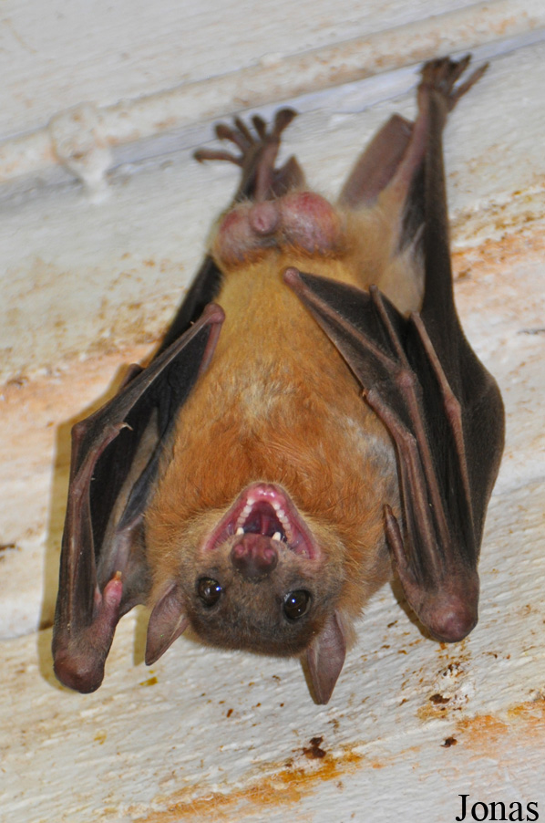 Rousettus aegyptiacus