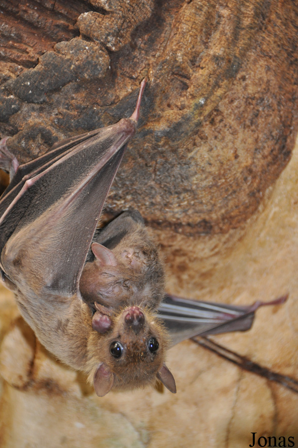 Rousettus aegyptiacus