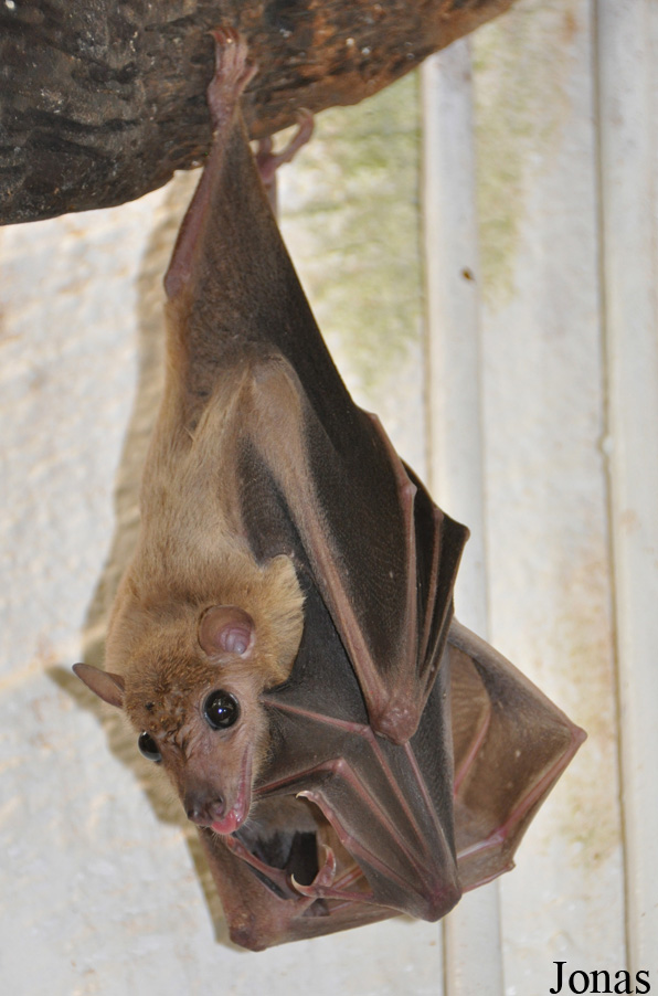 Rousettus aegyptiacus