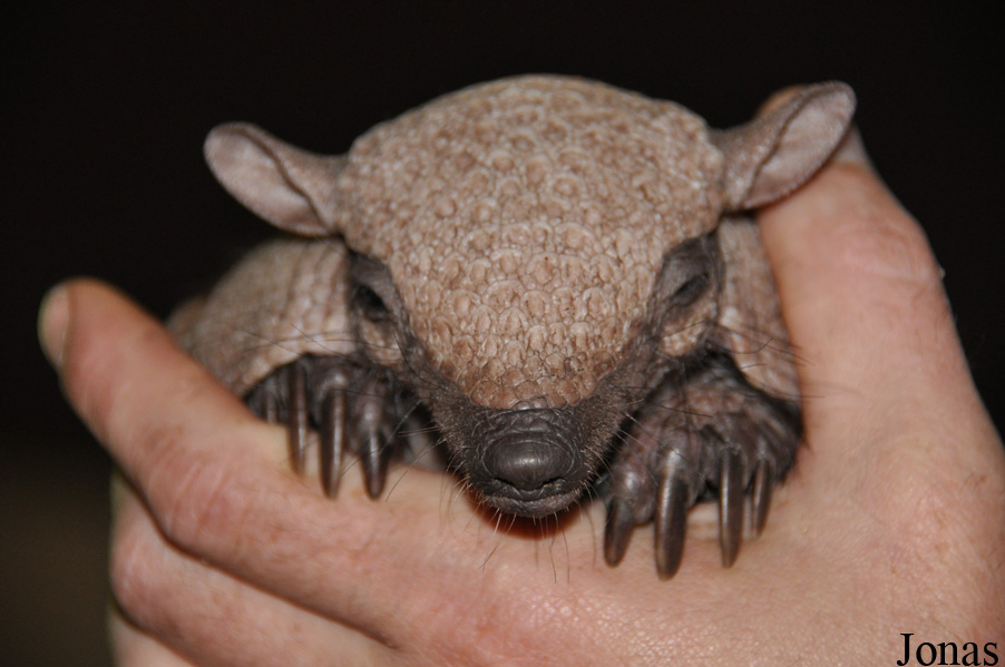 Chaetophractus villosus