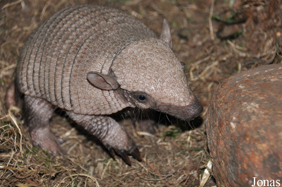 Chaetophractus villosus