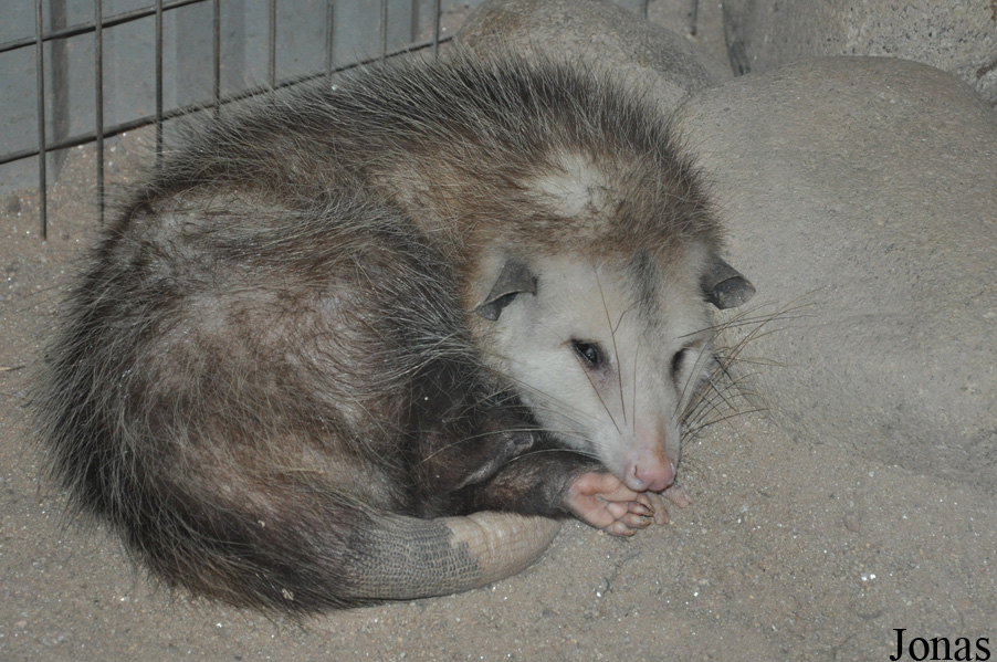 Didelphis virginiana