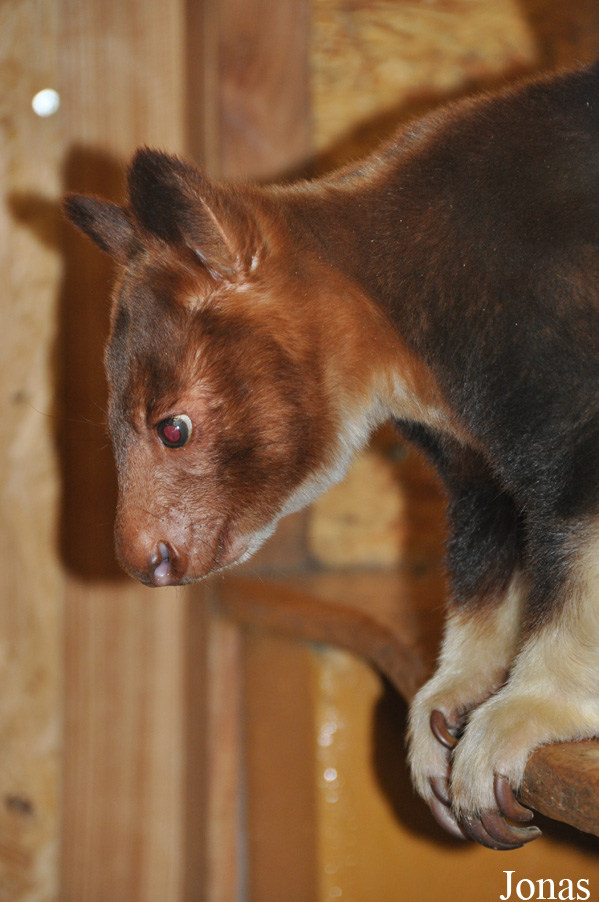 Dendrolagus goodfellowi buergersi