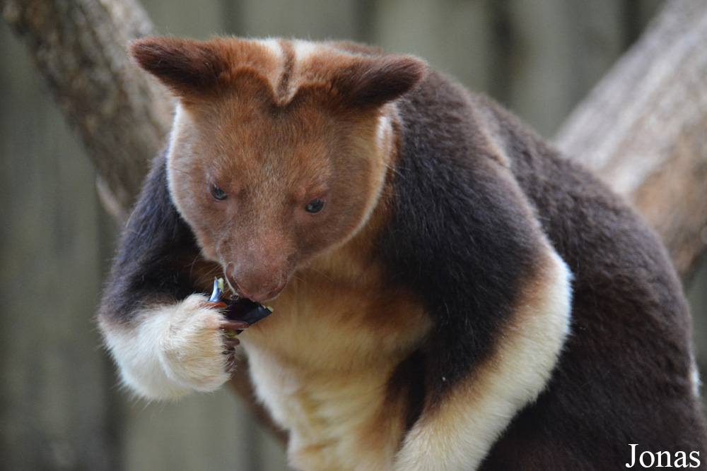 Dendrolagus goodfellowi buergersi