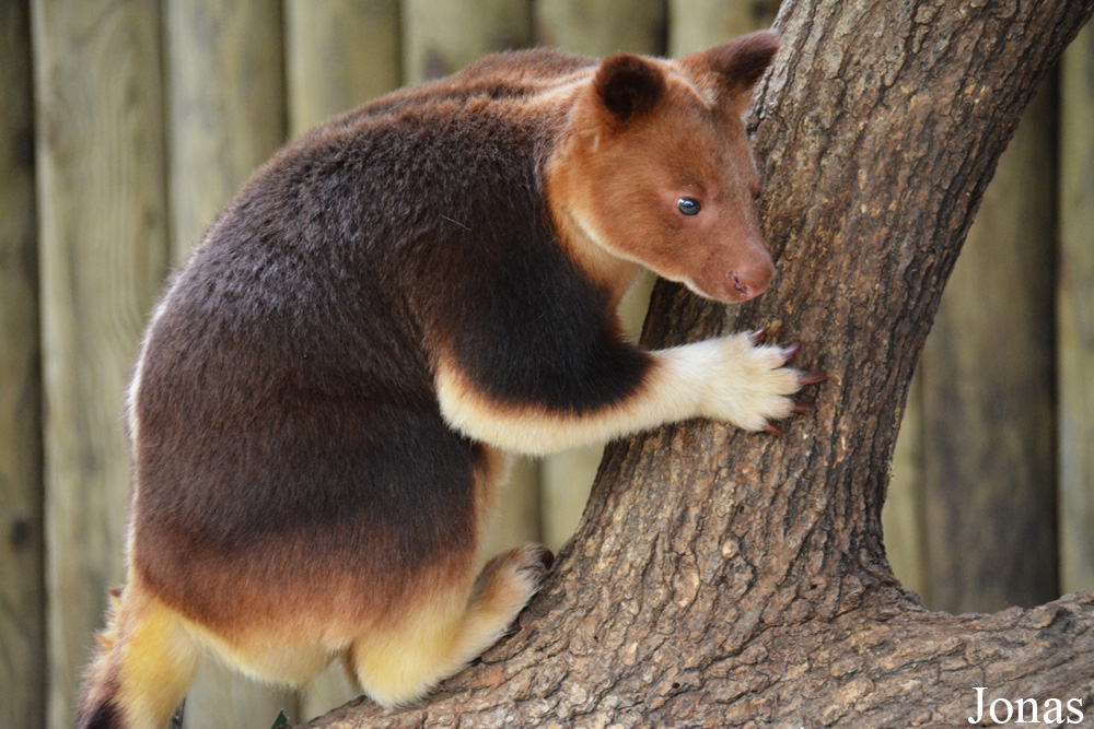 Dendrolagus goodfellowi buergersi