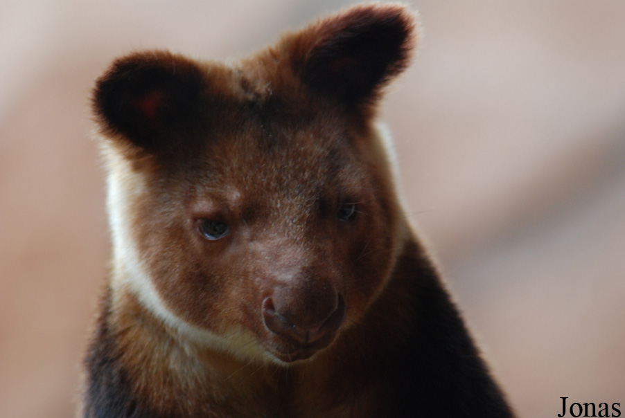 Dendrolagus goodfellowi buergersi