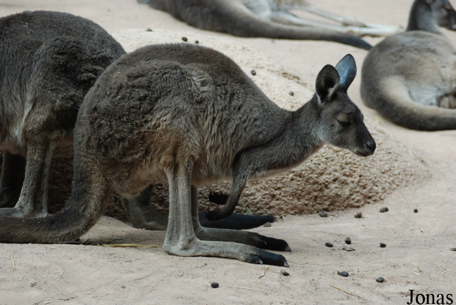 Macropus fuliginosus melanops