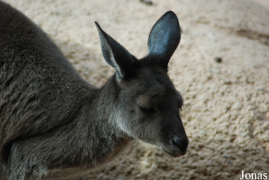 Macropus fuliginosus melanops