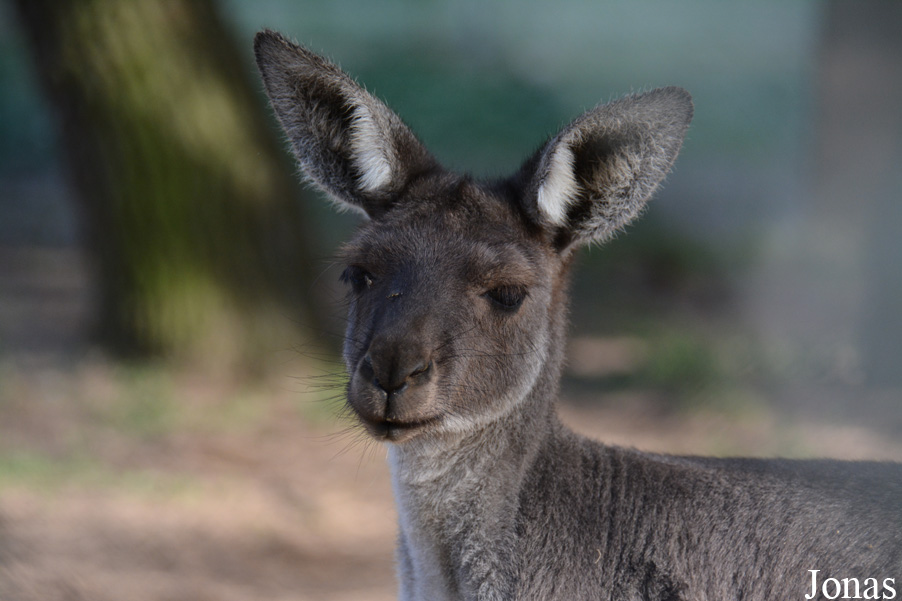 Macropus fuliginosus melanops