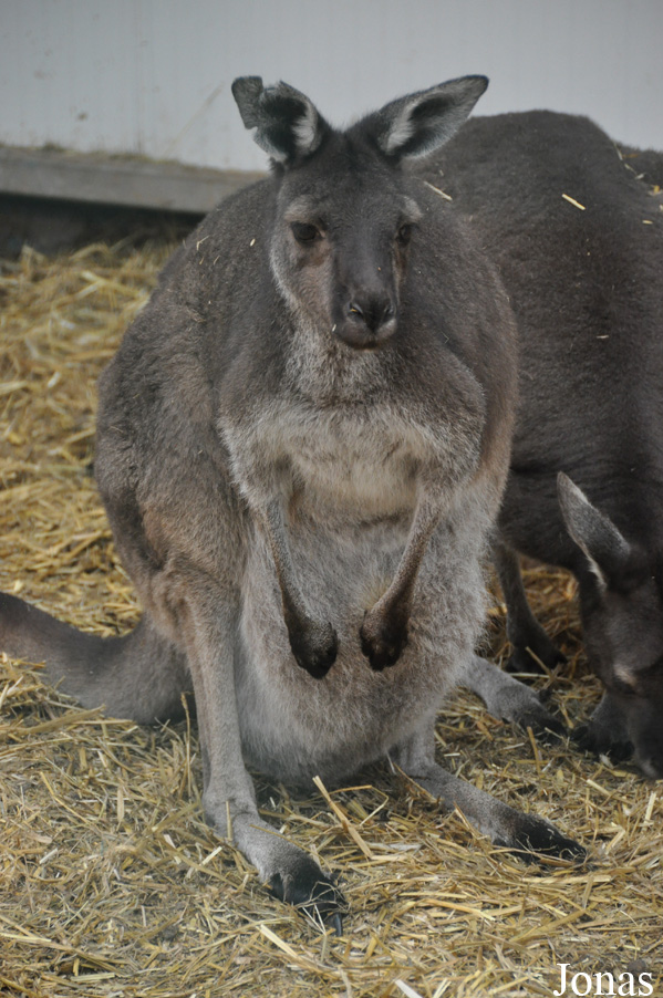 Macropus fuliginosus melanops
