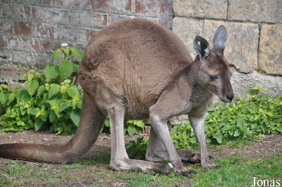 Macropus fuliginosus melanops