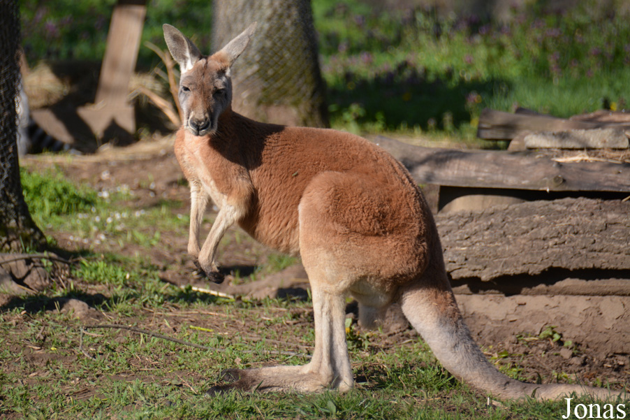 Macropus rufus
