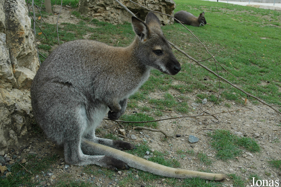 Notamacropus rufogriseus