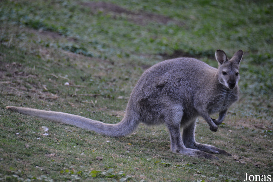Notamacropus rufogriseus
