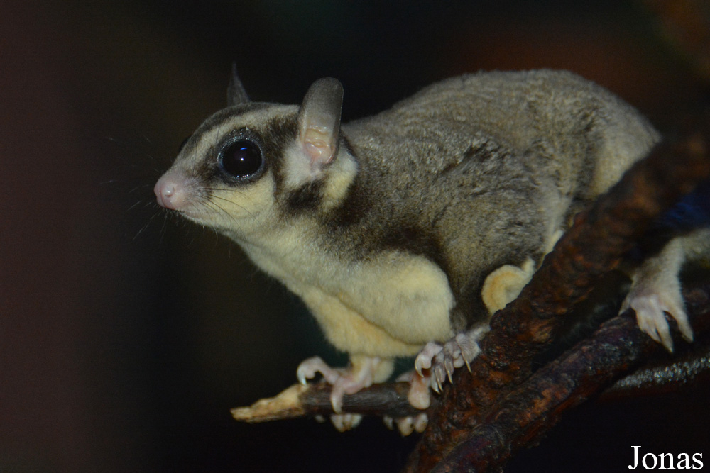 Petaurus breviceps