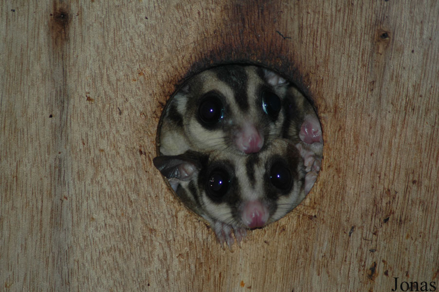 Petaurus breviceps