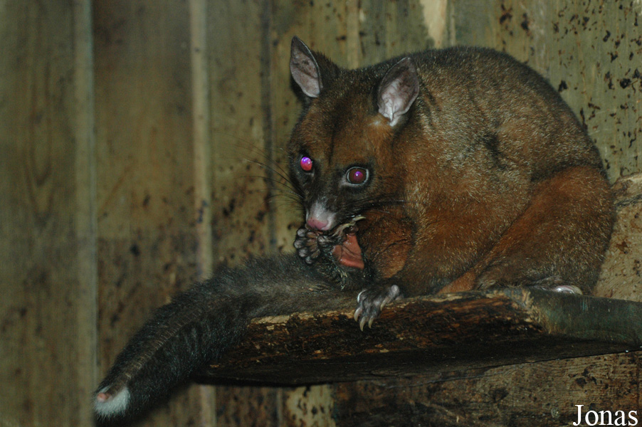 Trichosurus vulpecula