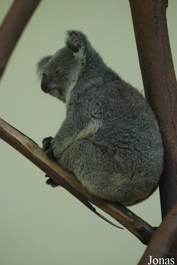 Phascolarctos cinereus