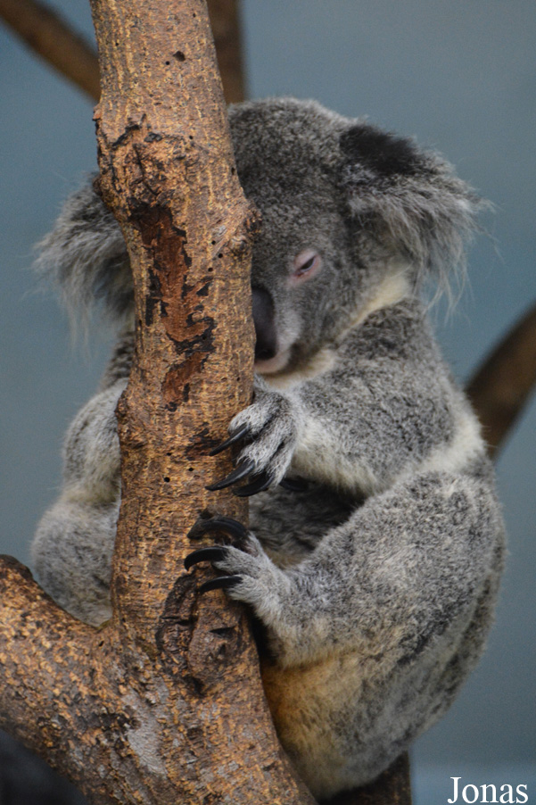 Phascolarctos cinereus