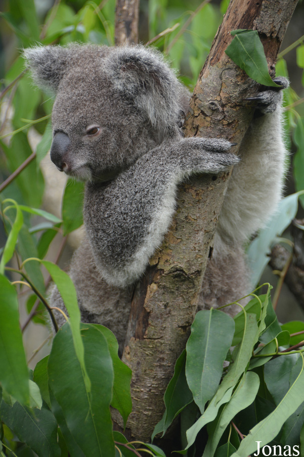 Phascolarctos cinereus