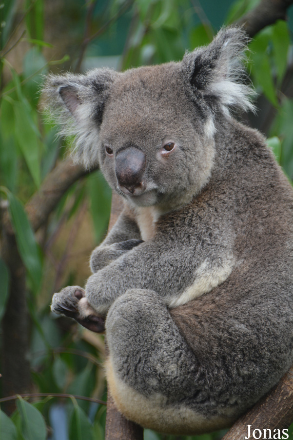 Phascolarctos cinereus