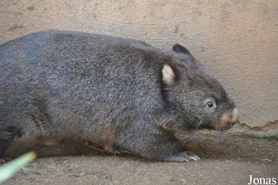 Vombatus ursinus