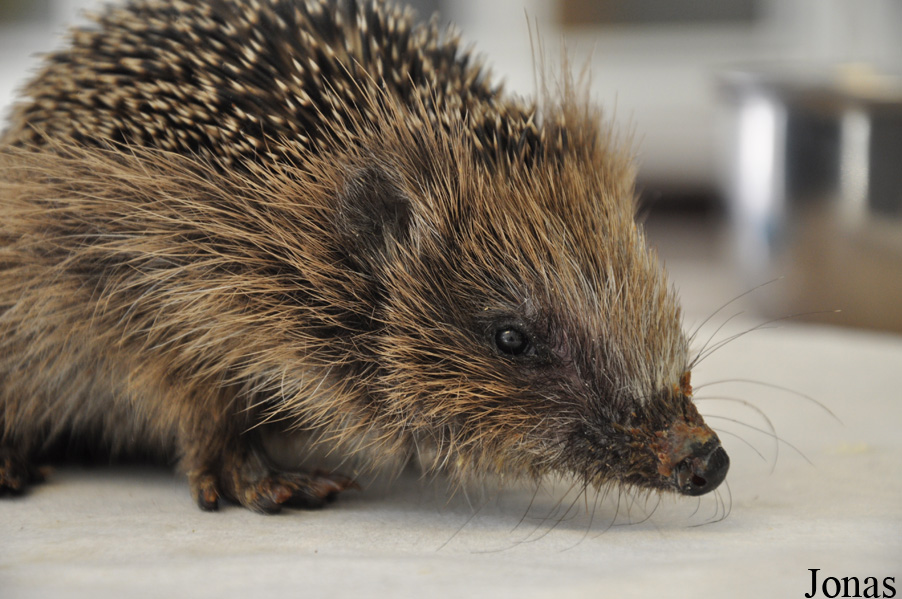 Erinaceus europaeus