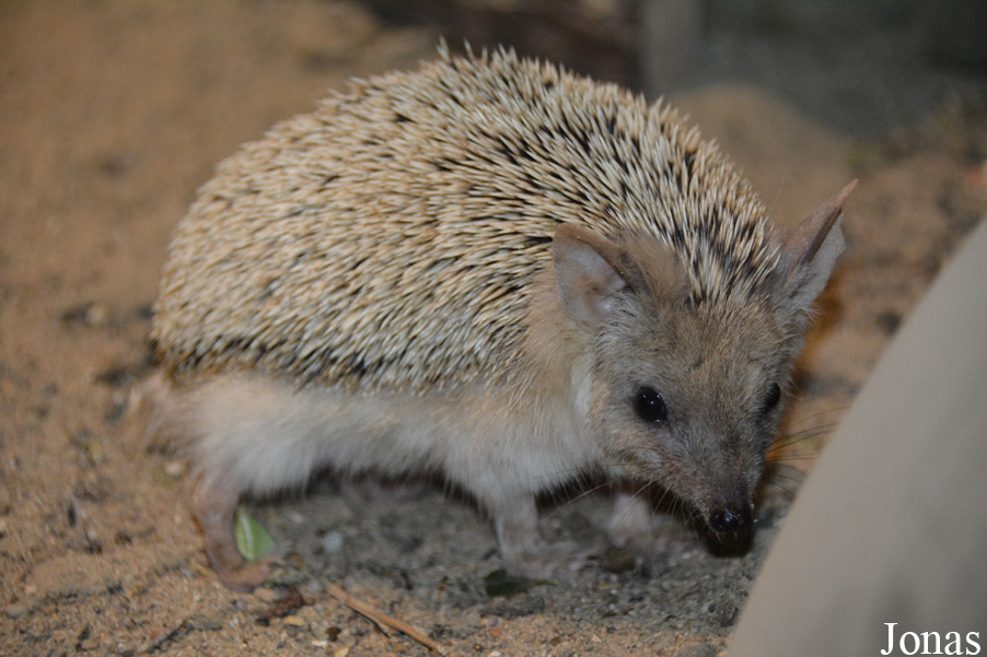 Hemiechinus auritus